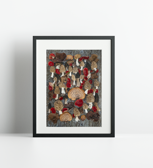 Finart Print "MICA_Morels"