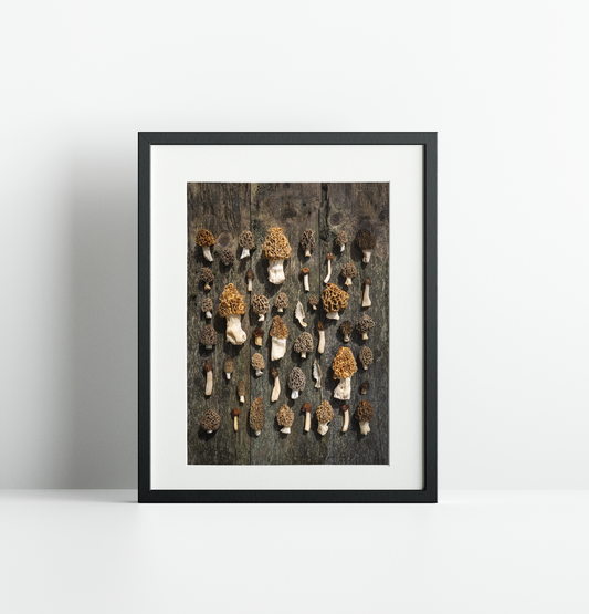 Finart Print "MORCHELWOOD"